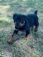 Rottweiler Puppies for sale in Starr, South Carolina. price: $500