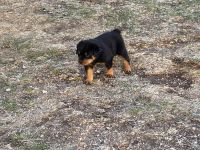 Rottweiler Puppies for sale in Wellington, Colorado. price: $1,250