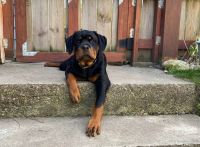 Rottweiler Puppies for sale in Saginaw, Michigan. price: $1,000