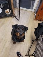 Rottweiler Puppies for sale in Richmond, Indiana. price: $10,000