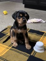 Rottweiler Puppies for sale in Murfreesboro, Tennessee. price: NA