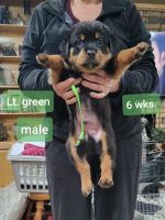 Rottweiler Puppies for sale in Oklahoma City, Oklahoma. price: $500