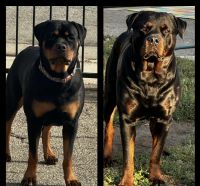 Rottweiler Puppies for sale in Chino, California. price: $1,000