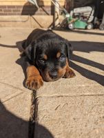 Rottweiler Puppies for sale in Modbury, South Australia. price: $2,500