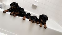 Rottweiler Puppies for sale in El Paso, Texas. price: $200