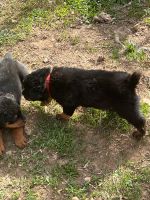 Rottweiler Puppies for sale in Aurora, Colorado. price: $1,000