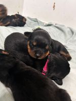 Rottweiler Puppies for sale in Sunrise, Florida. price: $2,000