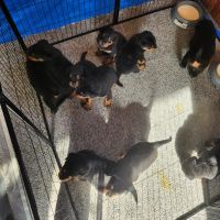 Rottweiler Puppies for sale in Toowoomba, Queensland. price: $1,650