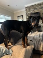 Rottweiler Puppies for sale in Prosperity, South Carolina. price: NA