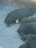 Rottweiler Puppies for sale in Zephyrhills, FL 33541, USA. price: $1,800