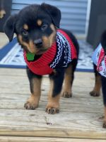 Rottweiler Puppies for sale in Penns Grove, New Jersey. price: $1,600