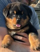 Rottweiler Puppies for sale in East Stroudsburg, Pennsylvania. price: $150,000