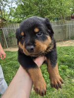 Rottweiler Puppies for sale in Cincinnati, OH 45238, USA. price: $650