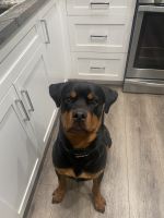 Rottweiler Puppies for sale in Upland, California. price: NA