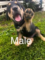 Rottweiler Puppies for sale in Inala, Queensland. price: $2,500