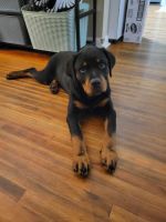 Rottweiler Puppies for sale in West Palm Beach, Florida. price: $1,000