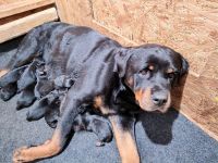 Rottweiler Puppies for sale in Detroit, Michigan. price: $800