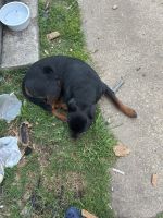 Rottweiler Puppies for sale in Williamsburg, Virginia. price: NA