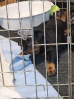 Rottweiler Puppies for sale in Linwood, Michigan. price: $60,000