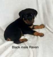 Rottweiler Puppies for sale in Asheboro, NC 27205, USA. price: $1,500