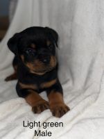 Rottweiler Puppies for sale in Asheboro, NC 27205, USA. price: $1,500