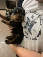 Rottweiler Puppies for sale in Inman, South Carolina. price: $3,000