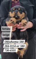 Rottweiler Puppies for sale in Oklahoma City, Oklahoma. price: $500