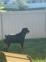 Rottweiler Puppies for sale in Oklahoma City, Oklahoma. price: $900