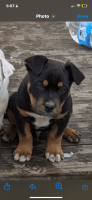 Rottweiler Puppies for sale in Delaware, Ohio. price: $50
