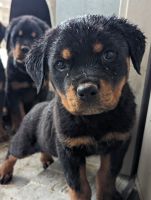 Rottweiler Puppies for sale in Temple, Texas. price: $1,500