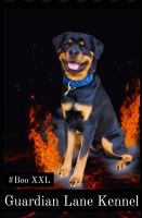Rottweiler Puppies for sale in Fayetteville, North Carolina. price: $1,500
