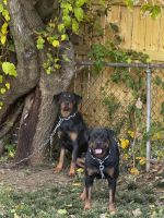 Rottweiler Puppies for sale in Columbus, Ohio. price: $80,000