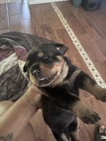 Rottweiler Puppies for sale in Dolton, Illinois. price: NA