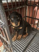 Rottweiler Puppies for sale in Greenwood, SC, USA. price: $900
