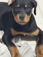 Rottweiler Puppies for sale in Fort Pierce, FL, USA. price: $600