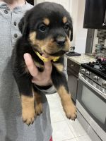 Rottweiler Puppies for sale in Tampa, FL, USA. price: $1,000