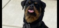 Rottweiler Puppies for sale in Dos Palos, CA 93620, USA. price: $300