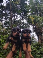 Rottweiler Puppies for sale in Wayanad, Kerala, India. price: 17,000 INR