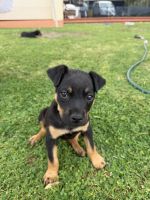 Rottweiler Puppies for sale in Sans Souci NSW 2219, Australia. price: $2,000