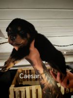 Rottweiler Puppies for sale in Ancona, Province of Ancona, Italy. price: 1,000 EUR