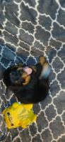 Rottweiler Puppies for sale in Decatur, GA, USA. price: $2,000