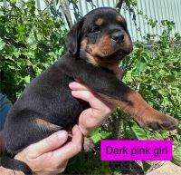 Rottweiler Puppies for sale in Broken Hill NSW 2880, Australia. price: $3,000