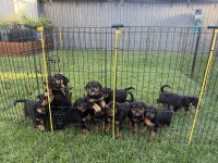 Rottweiler Puppies for sale in Bateau Bay NSW 2261, Australia. price: $1,500