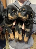 Rottweiler Puppies for sale in Flesherton, ON N0C 1E0, Canada. price: $600