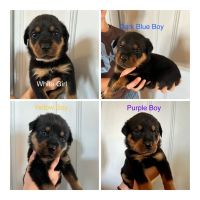 Rottweiler Puppies for sale in Oakey QLD 4401, Australia. price: NA