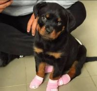 Rottweiler Puppies for sale in Charlotte, NC, USA. price: $750