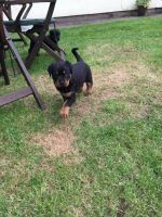 Rottweiler Puppies for sale in Delvinë District, Albania. price: NA