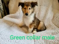 Rough Collie Puppies for sale in Middletown, Ohio. price: $900