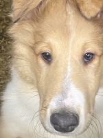 Rough Collie Puppies for sale in Check, Virginia. price: NA