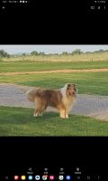 Rough Collie Puppies for sale in Howard, Pennsylvania. price: $575